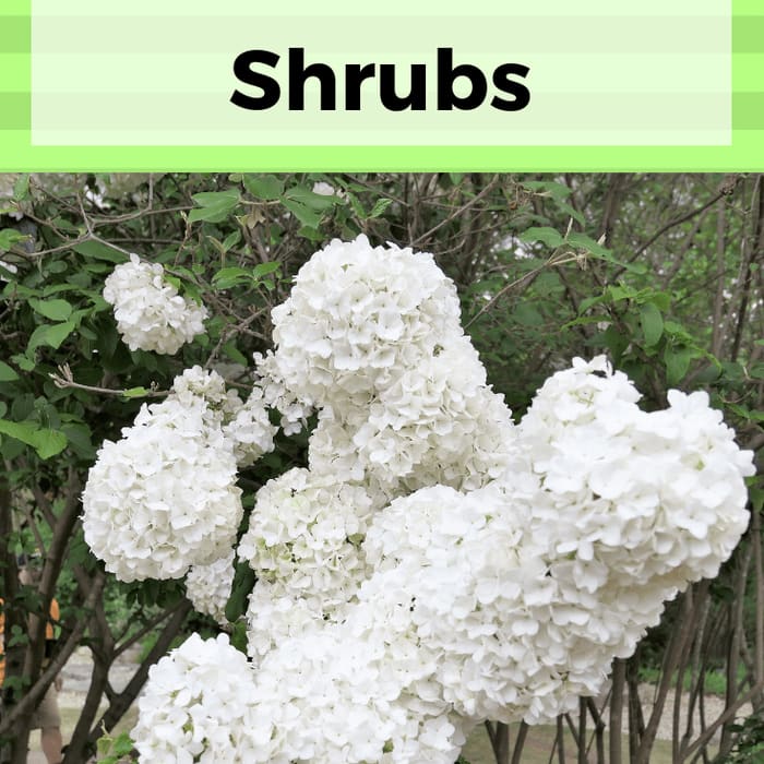 How to Prune Flowering Shrubs