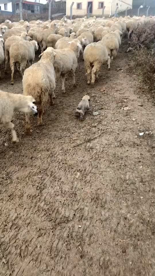 Anatolian shepherd dog puppy in training