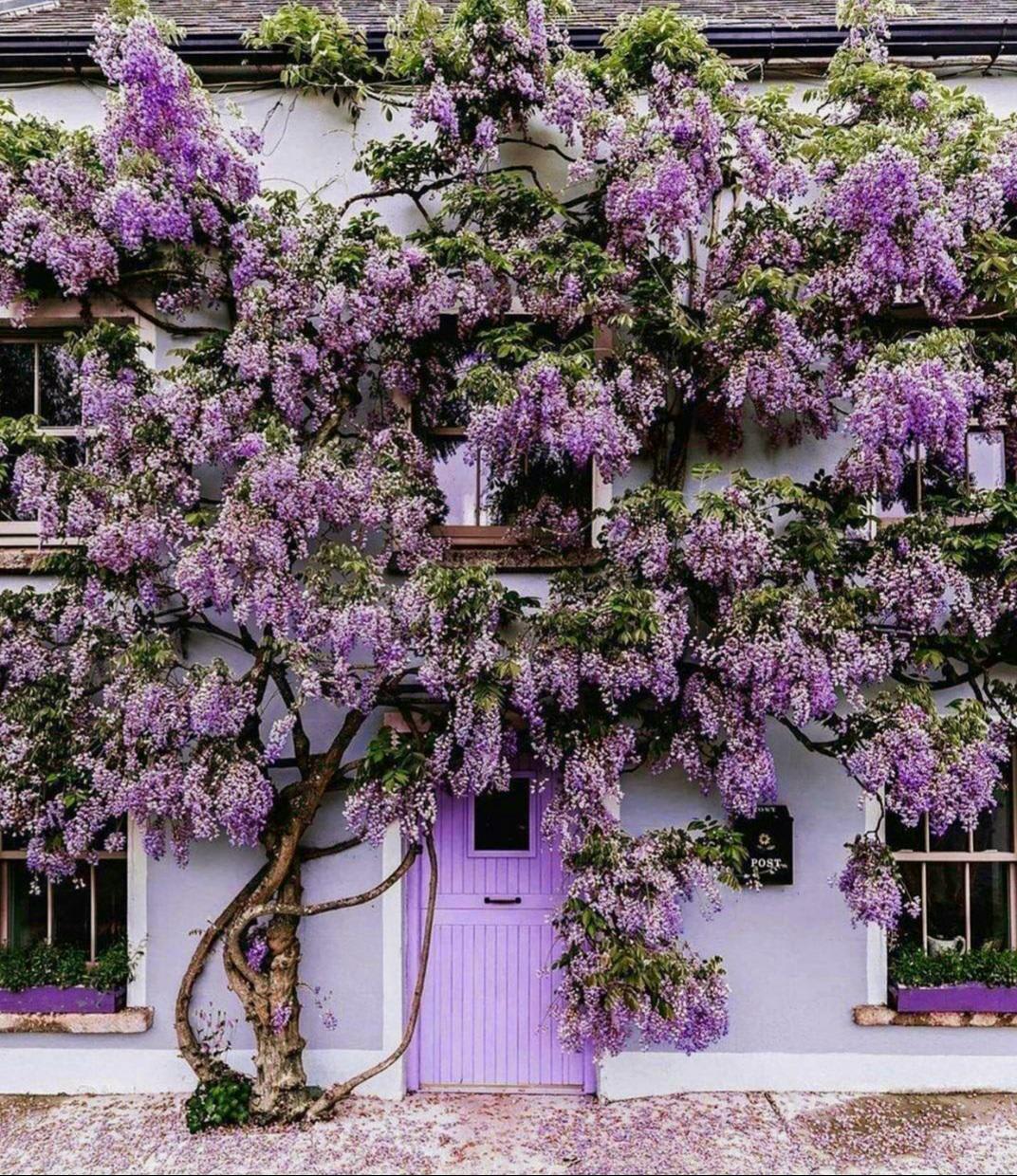 A cottage covered in wisteria in the village of Inistioge, Kilkenny, Ireland.