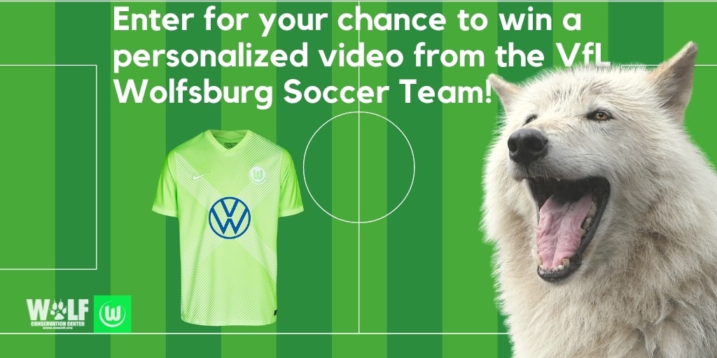 @VfLWolfsburg_US RAFFLE 🐺 Win a personalized video by @WoutWeghorst answering your questions for the team, a private virtual tour of Wolfsburg's home arena, an official jersey signed by the team, + a Wolf Conservation Center prize pack! Enter here ➡