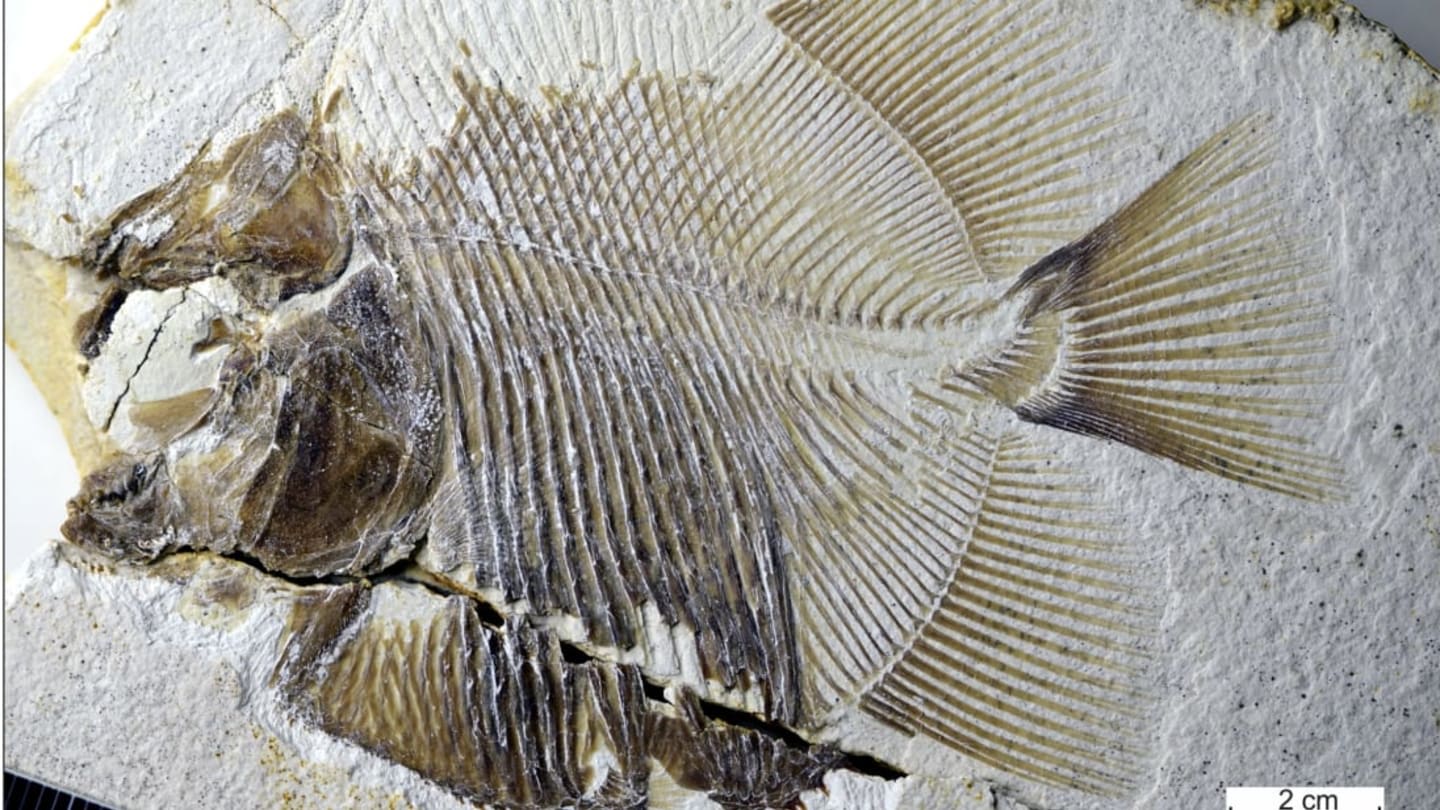 Scientists Find Fossil of 150-Million-Year-Old Flesh-Eating Fish—Plus a Few of Its Prey