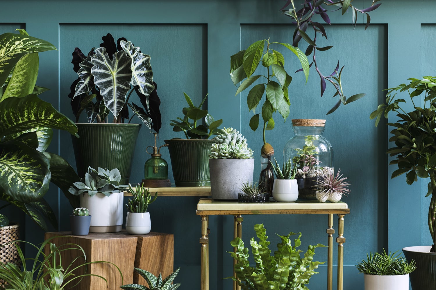 Timelapse Videos Show How Much Our Houseplants Move in a Day