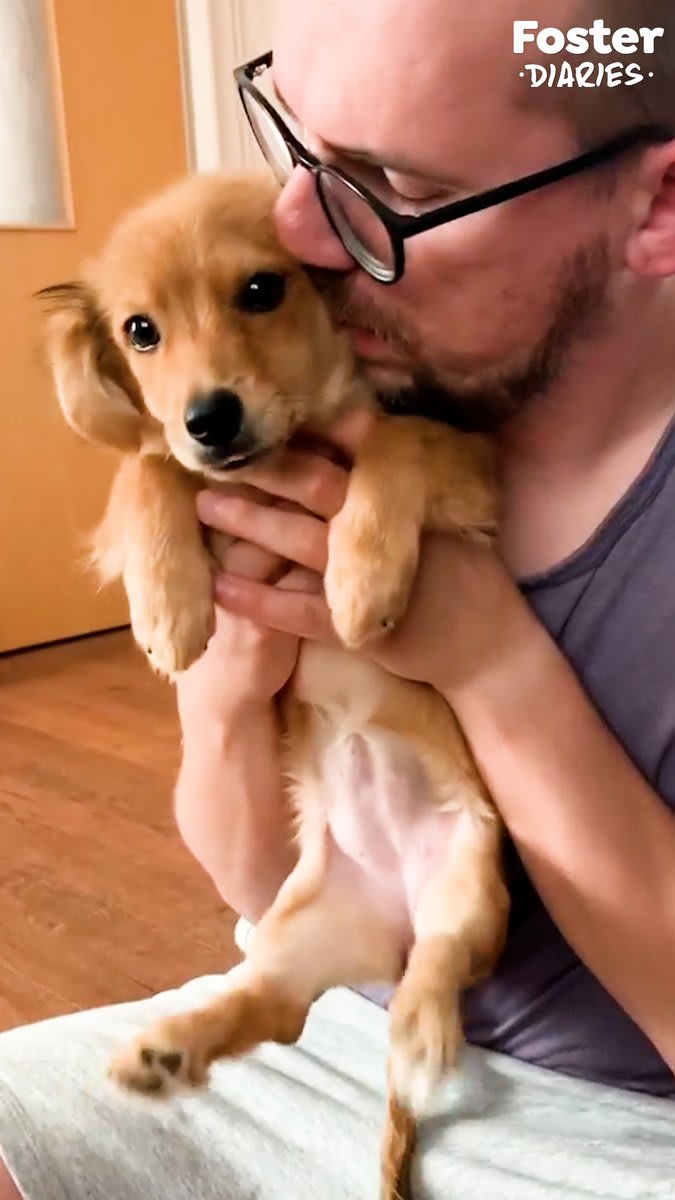 When this shy rescue puppy finally runs to her foster dad for pets 🥰