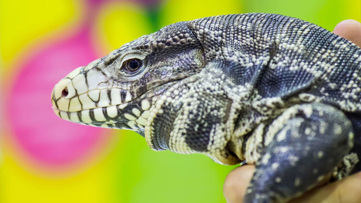 Have You Seen This Tegu? These 4-Foot-Long Lizards Are Invading Georgia and Eating Everything in Their Path