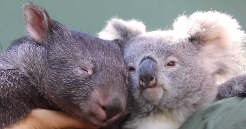 Wombat And Koala Become Best Mates After Sharing Enclosure During Isolation
