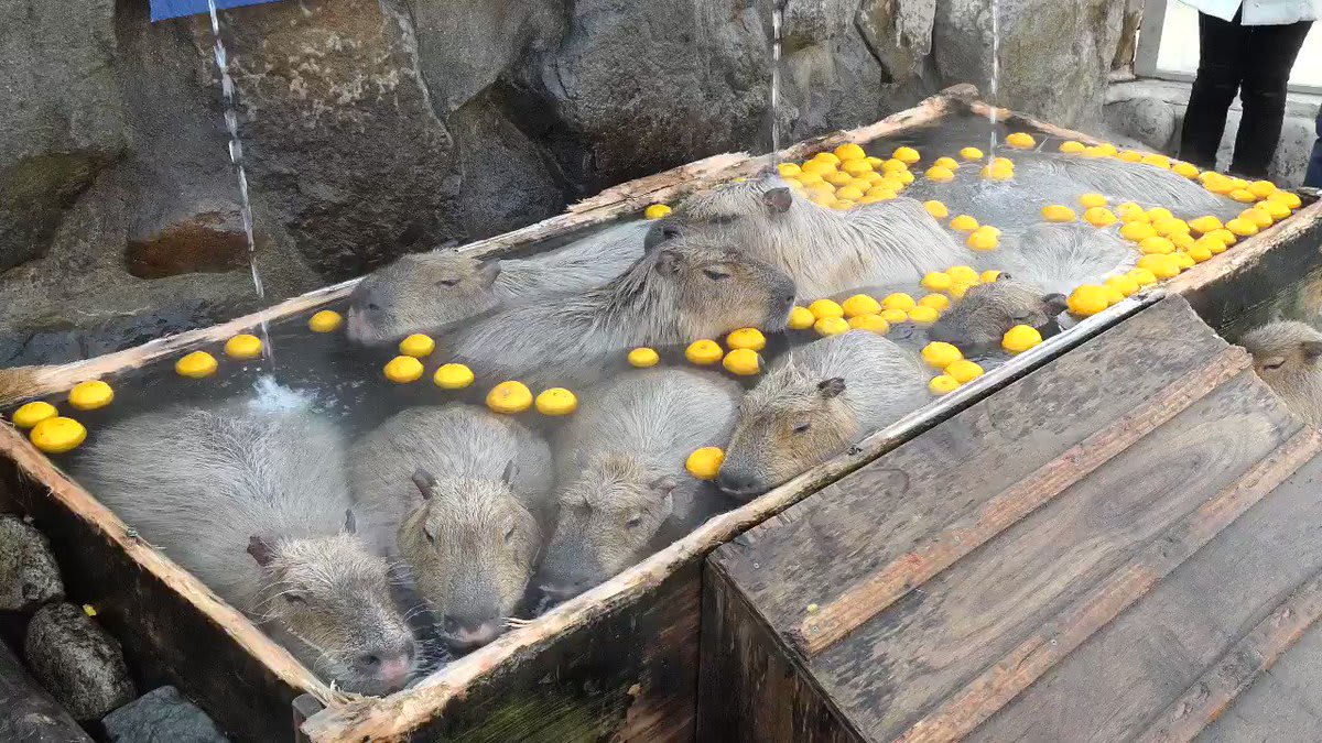 Capybaras chilling in a hot yuzu bath in winter is the most soothing scene imaginable, please enjoy