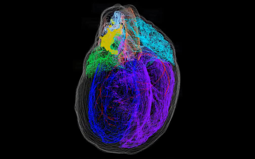 Creating the first 3D map of the heart's 'brain'