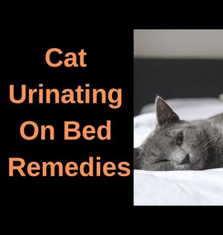 Cat Urinating On Bed Remedies - 4 Easy Methods