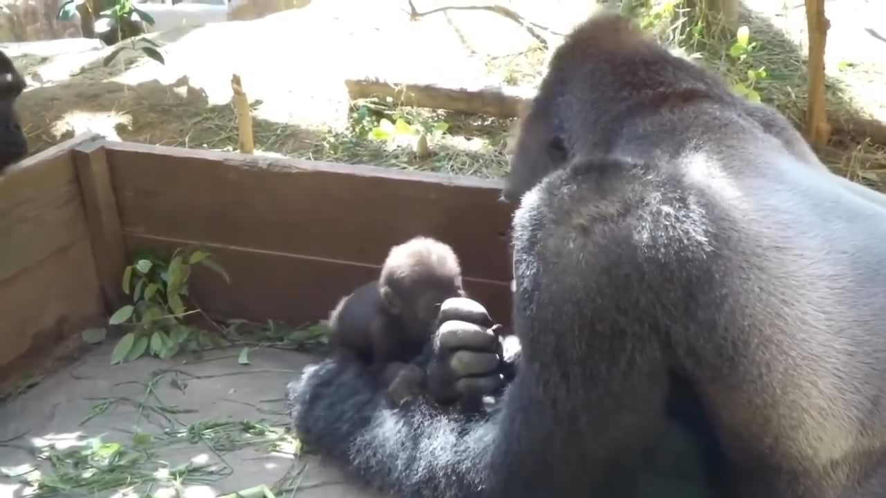 Kintaro, a tiny baby Gorilla, kissing his dad for the first time(and later getting a kiss back)