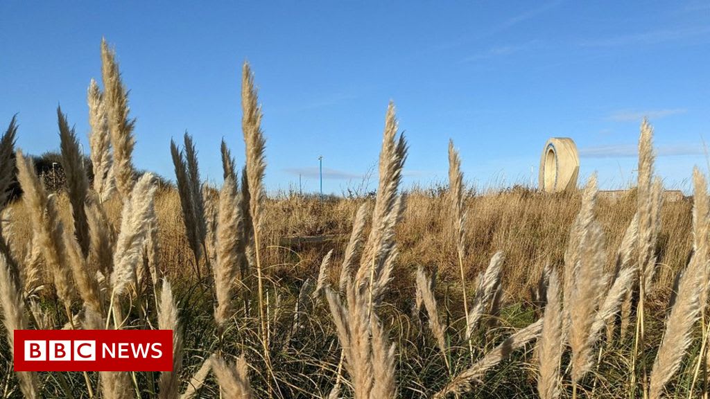 'Droves' of Pampas grass pickers at South Shields beach