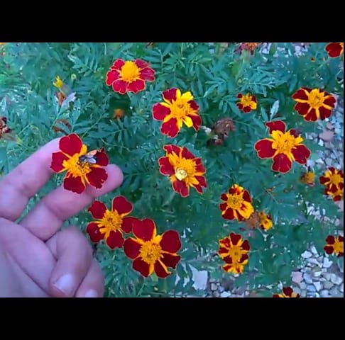 How to Collect Marigold Seeds