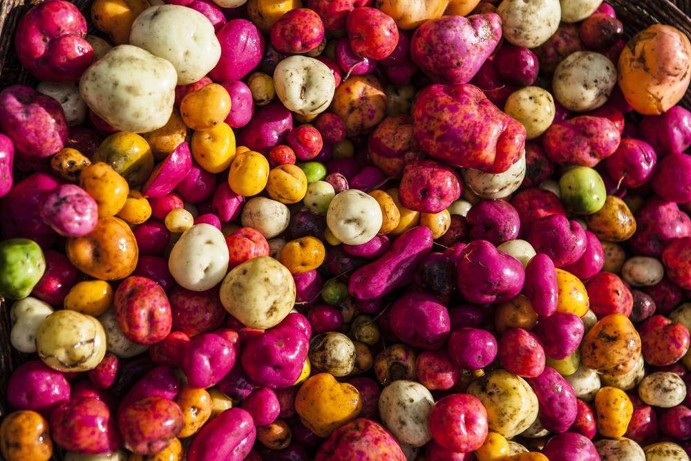 How Peruvian Potatoes Might Be Key to Feeding the Planet