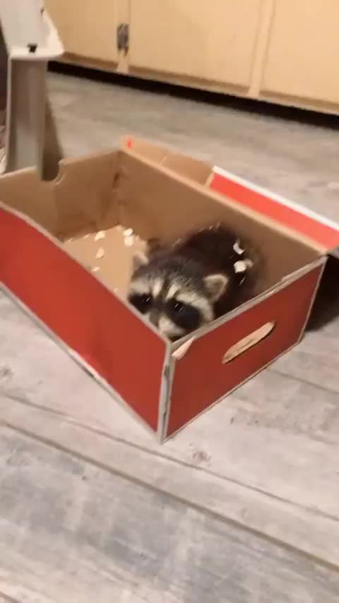 Rescued Raccoon makes a discovery