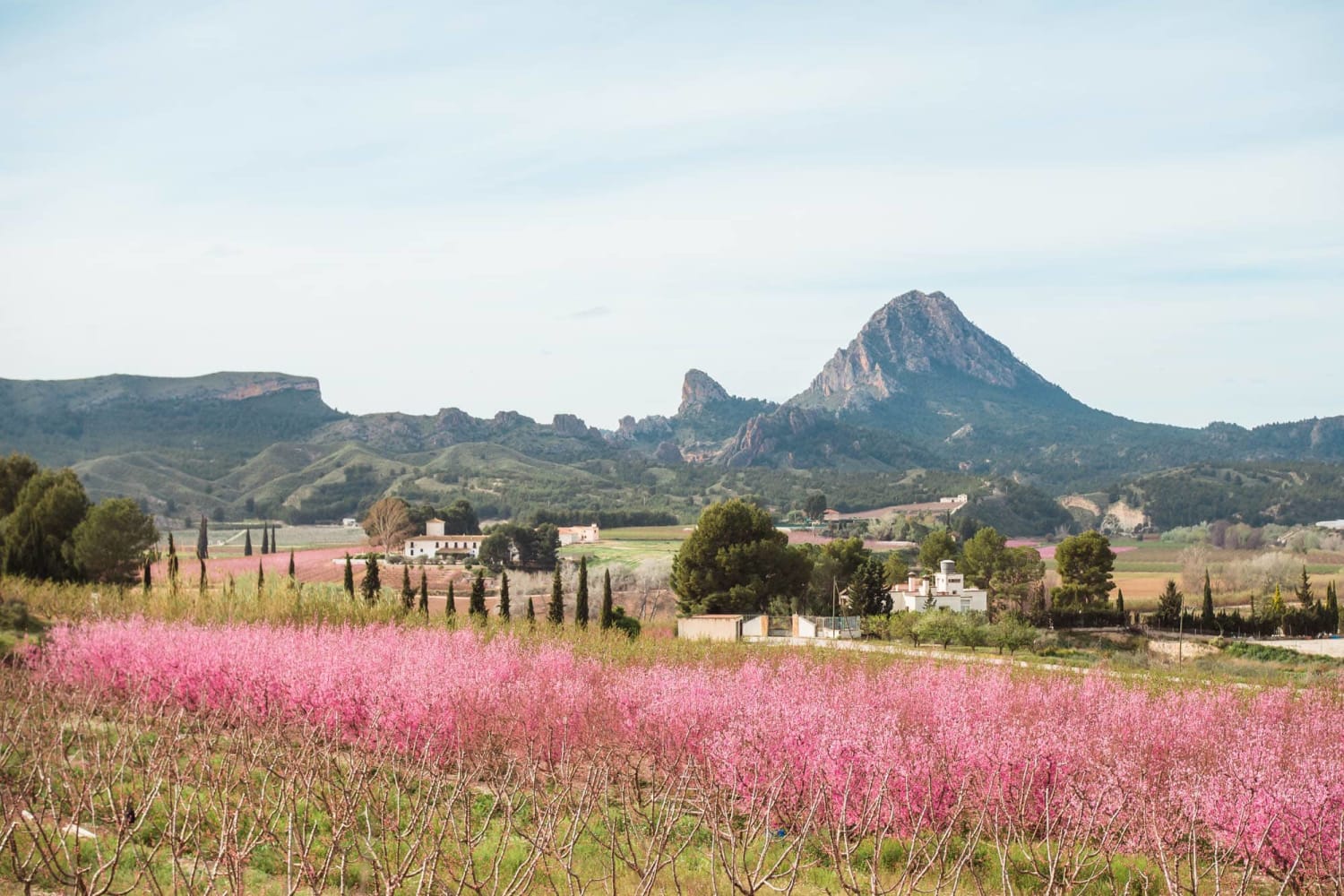 Discover the incredible Floración de Cieza (peach blossom season) in Murcia, Spain!