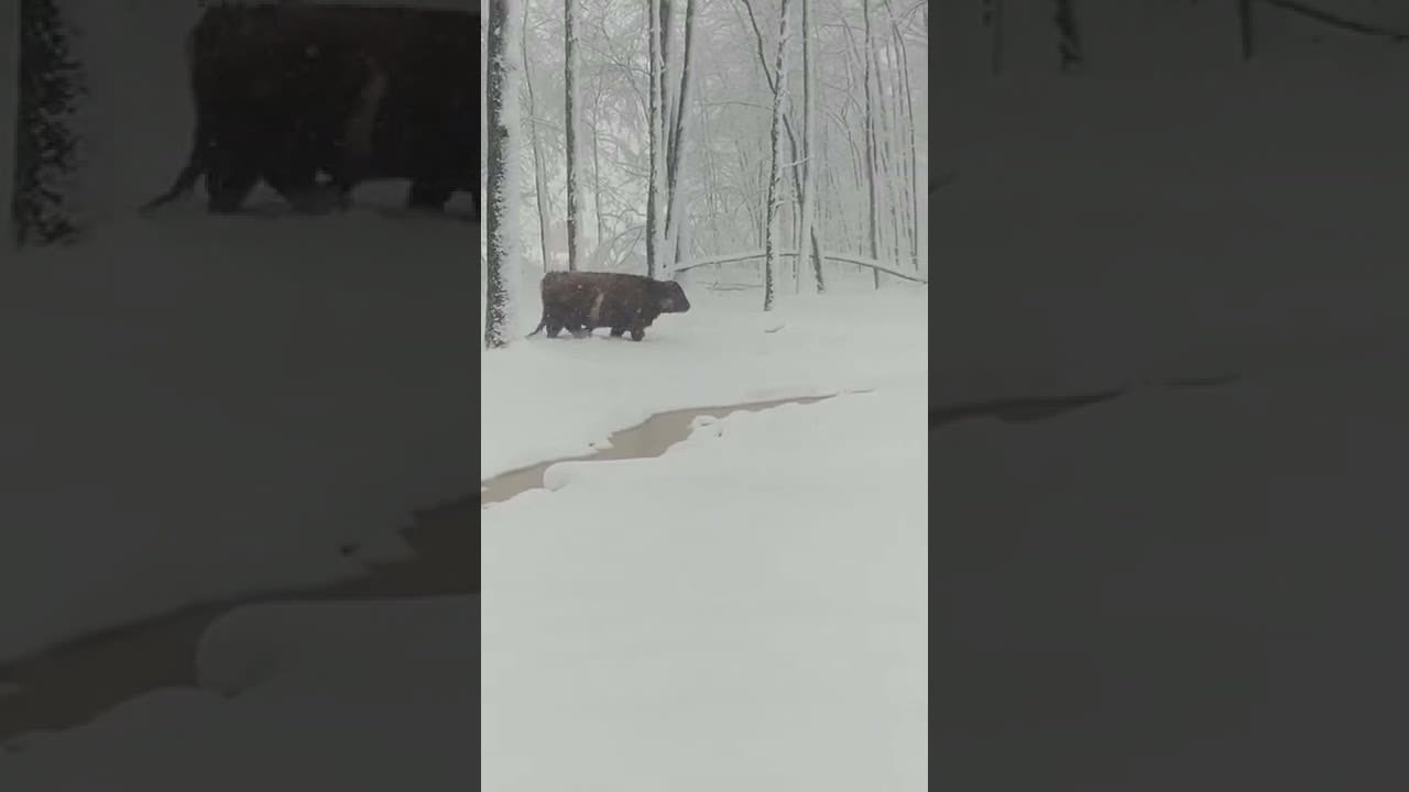 Cow Enjoys Snowfall While Playing in Snow-Covered Terrain - 1176794