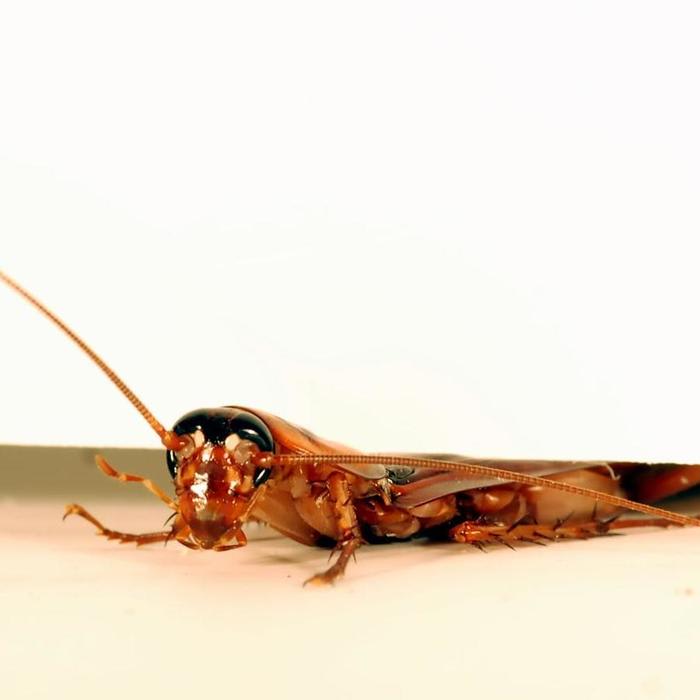 Amazing Video Reveals Why Roaches Are So Hard to Squish
