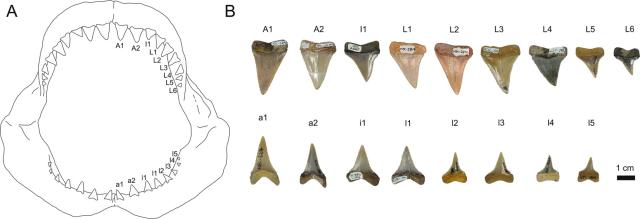 The discovery of great white shark fossil teeth indicates the presence of an ancient nursery