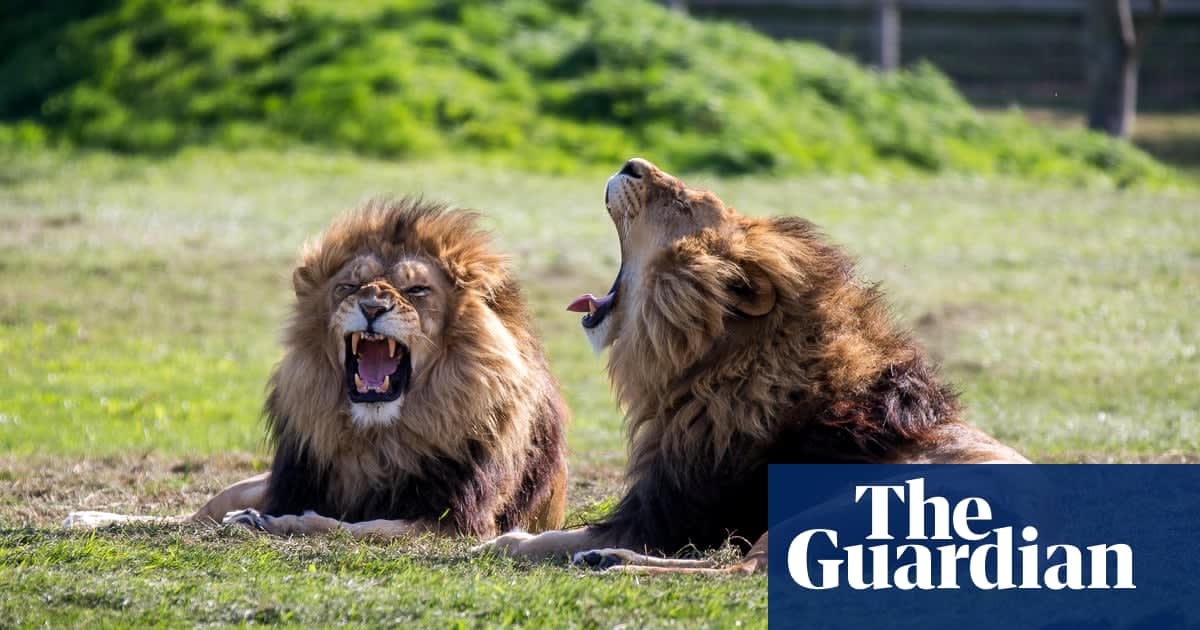 Lions, tigers and bears: the US presidents who took animal ownership to extremes