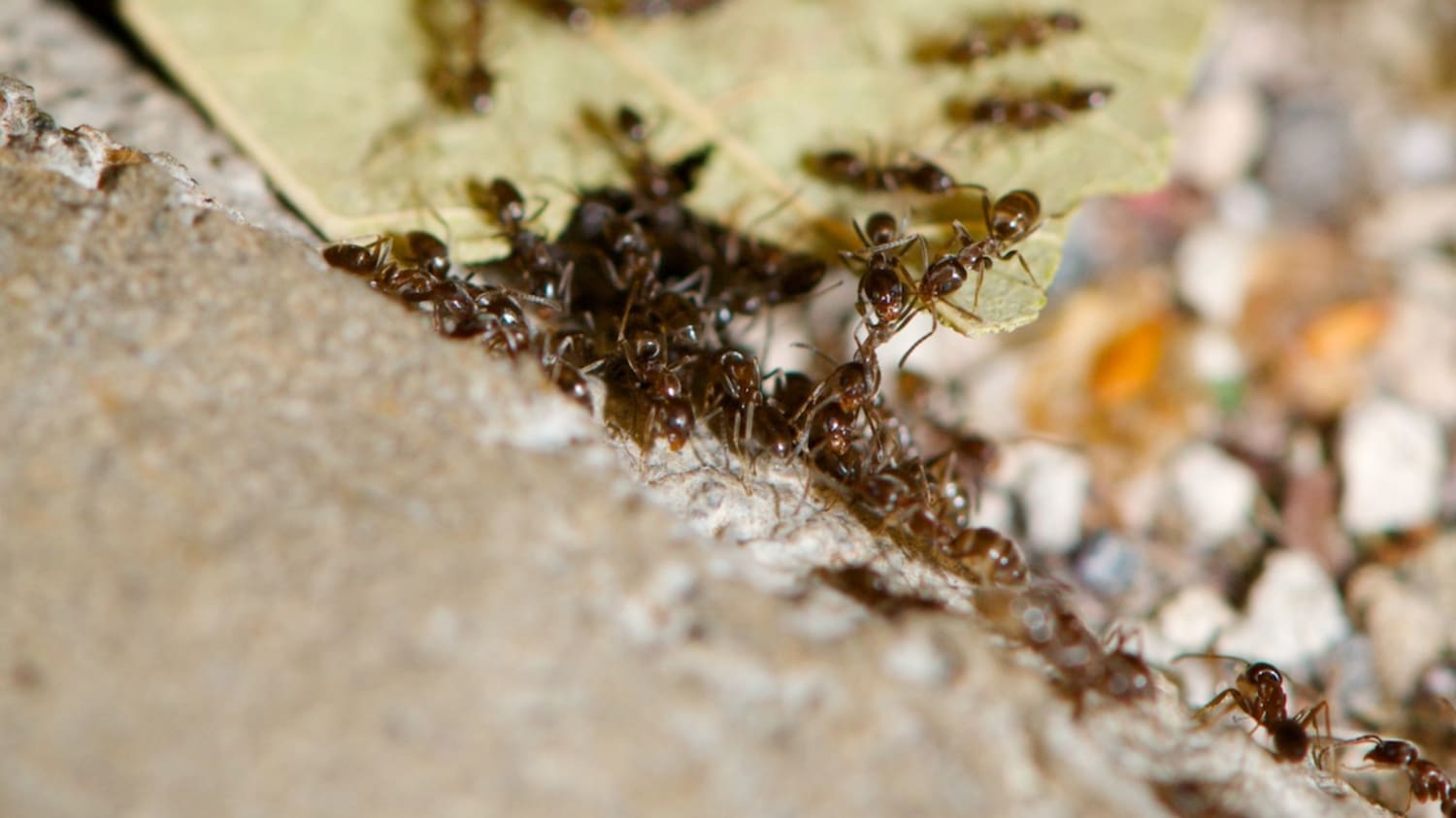 10 Facts About Argentine Ants