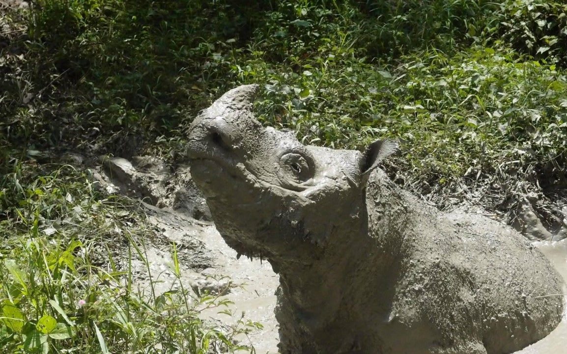 Tam, Malaysia's last male Sumatran rhino, dies