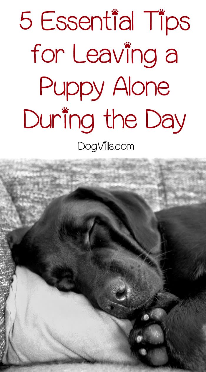Leaving a Puppy Alone During the Day (5 Essential Tips)