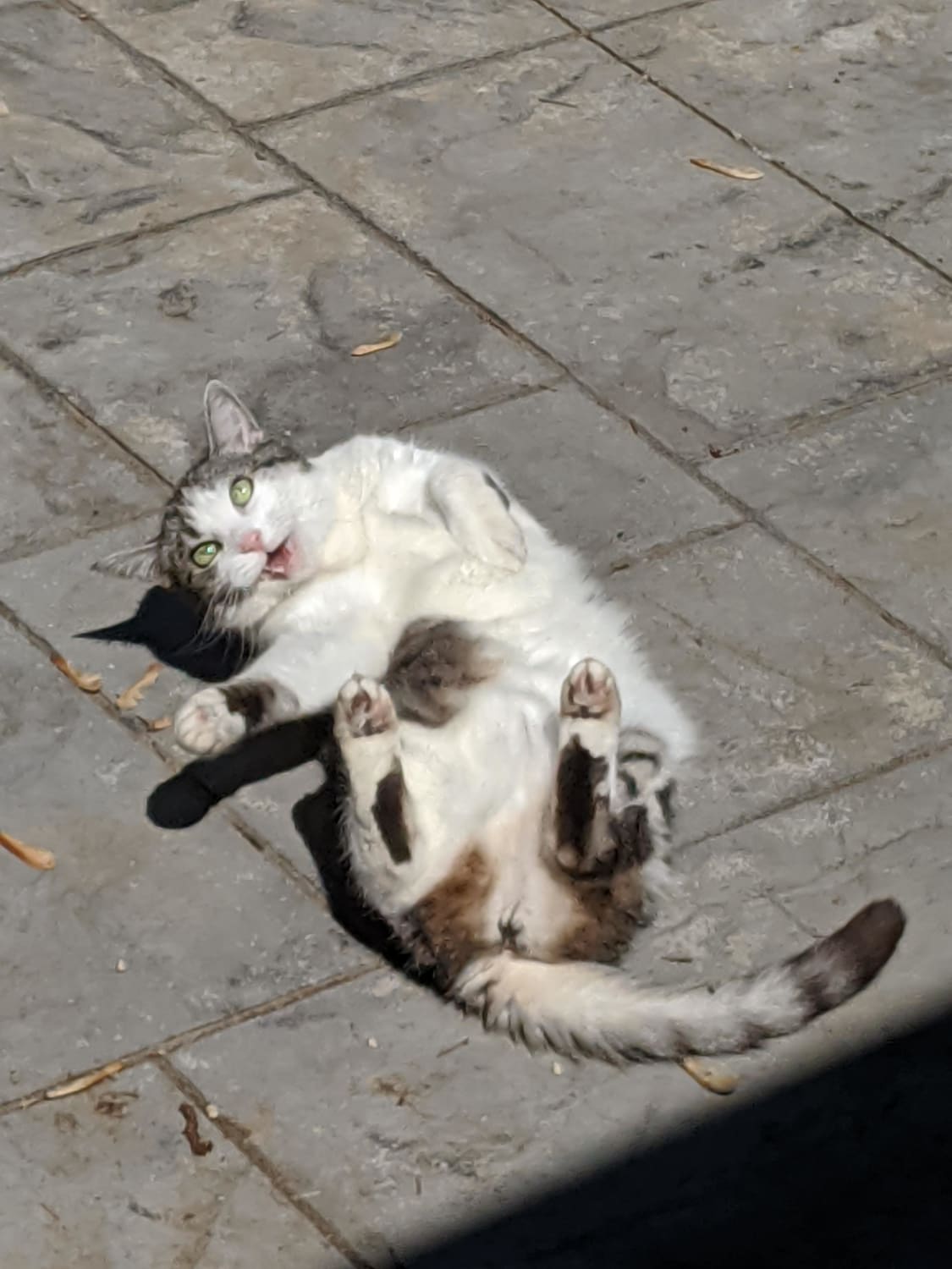 My son got the BEST pic of Emma enjoying a (supervised) roll on the patio!