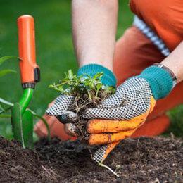 Gardening Tips: Maintenance of Garden