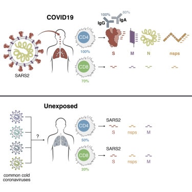 Targets of T Cell Responses to SARS-CoV-2 Coronavirus in Humans with COVID-19 Disease and Unexposed Individuals