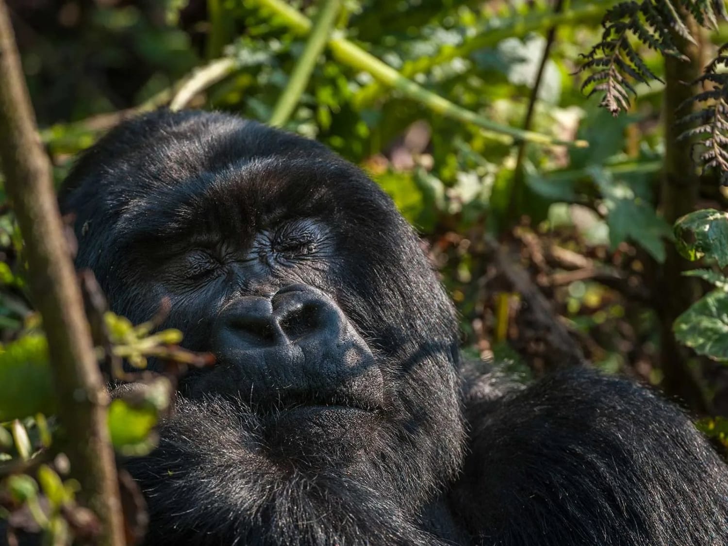 Why Humans Sleep Less Than Their Primate Relatives