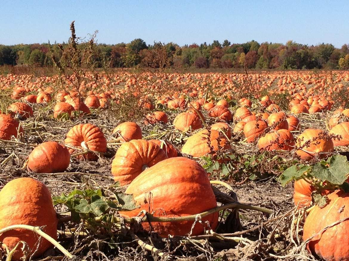 The 10 Best Pumpkin Patches in the USA