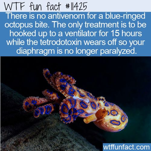 Fun Animal Facts - Page 8 of 191 - WTF Fun Facts