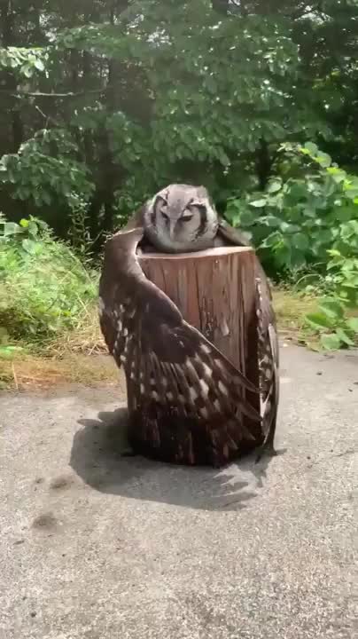 An owl chilling on a stump