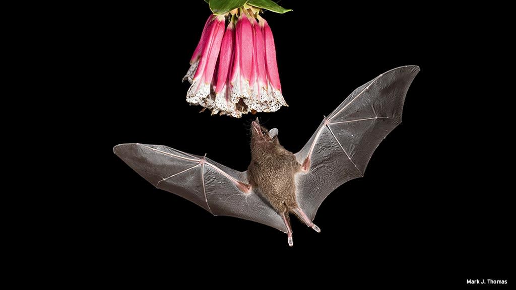 In Ecuador’s Tandayapa Valley, a Geoffroy’s tailless bat zooms in to sip nectar from a Bomarea pardina bloom. Feared by many people, bats are vital pollinators, seed dispersers and predators of insect pests. 🦇