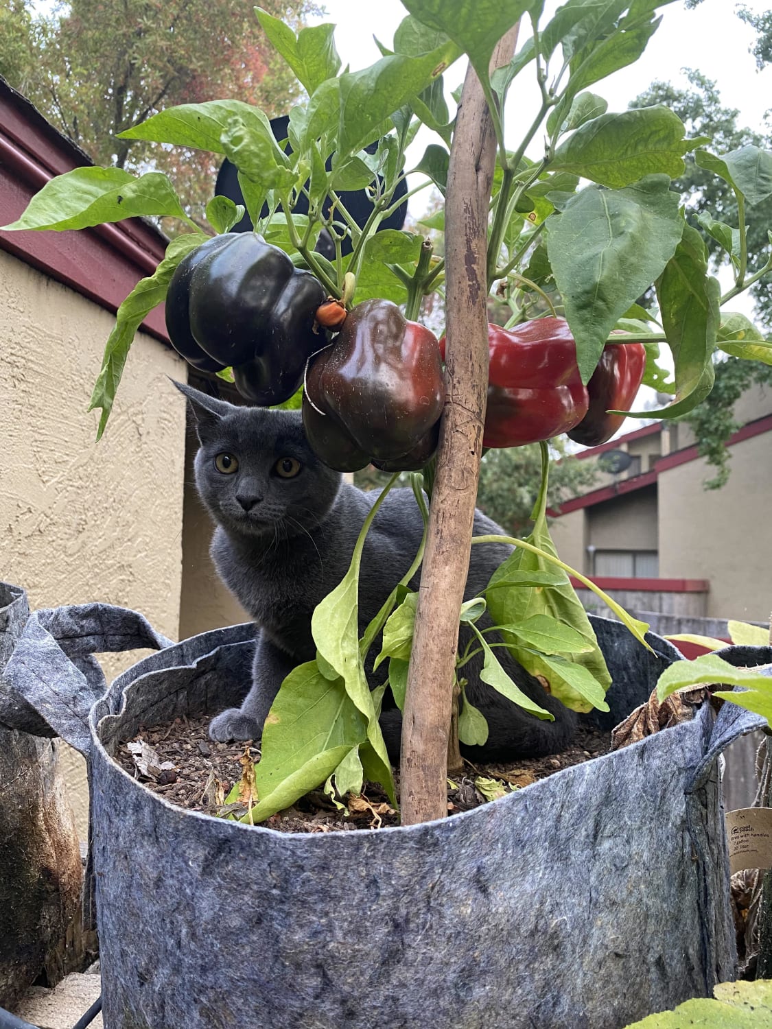 No cat here. Just us bell peppers.