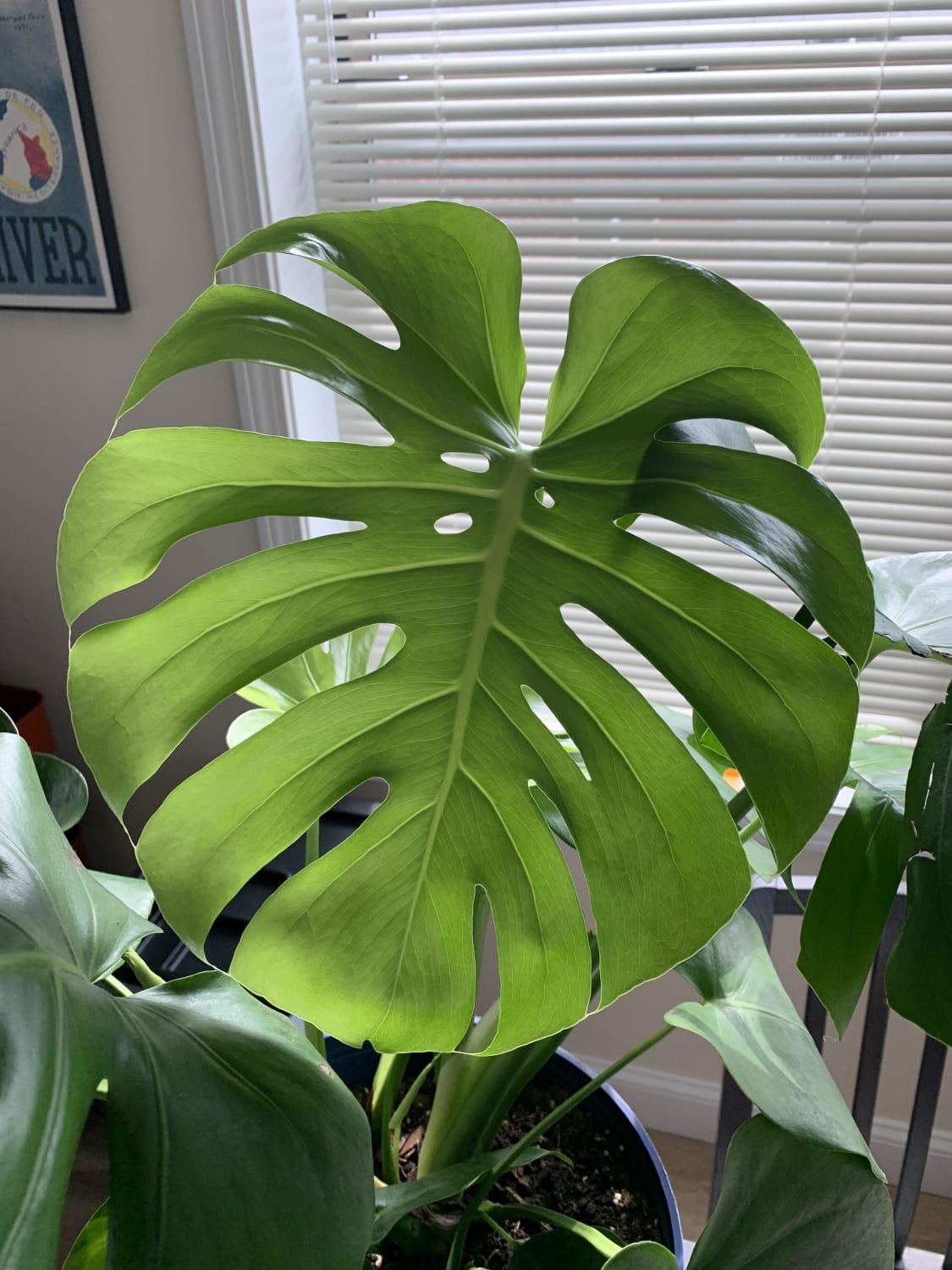 New Monstera Leaf! I’ve never owned anything more than those little succulents so seeing this plant happy and healthy makes me smile.