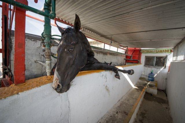 Racing Executive Admits Multiple Thousands of Thoroughbreds Slaughtered Annually