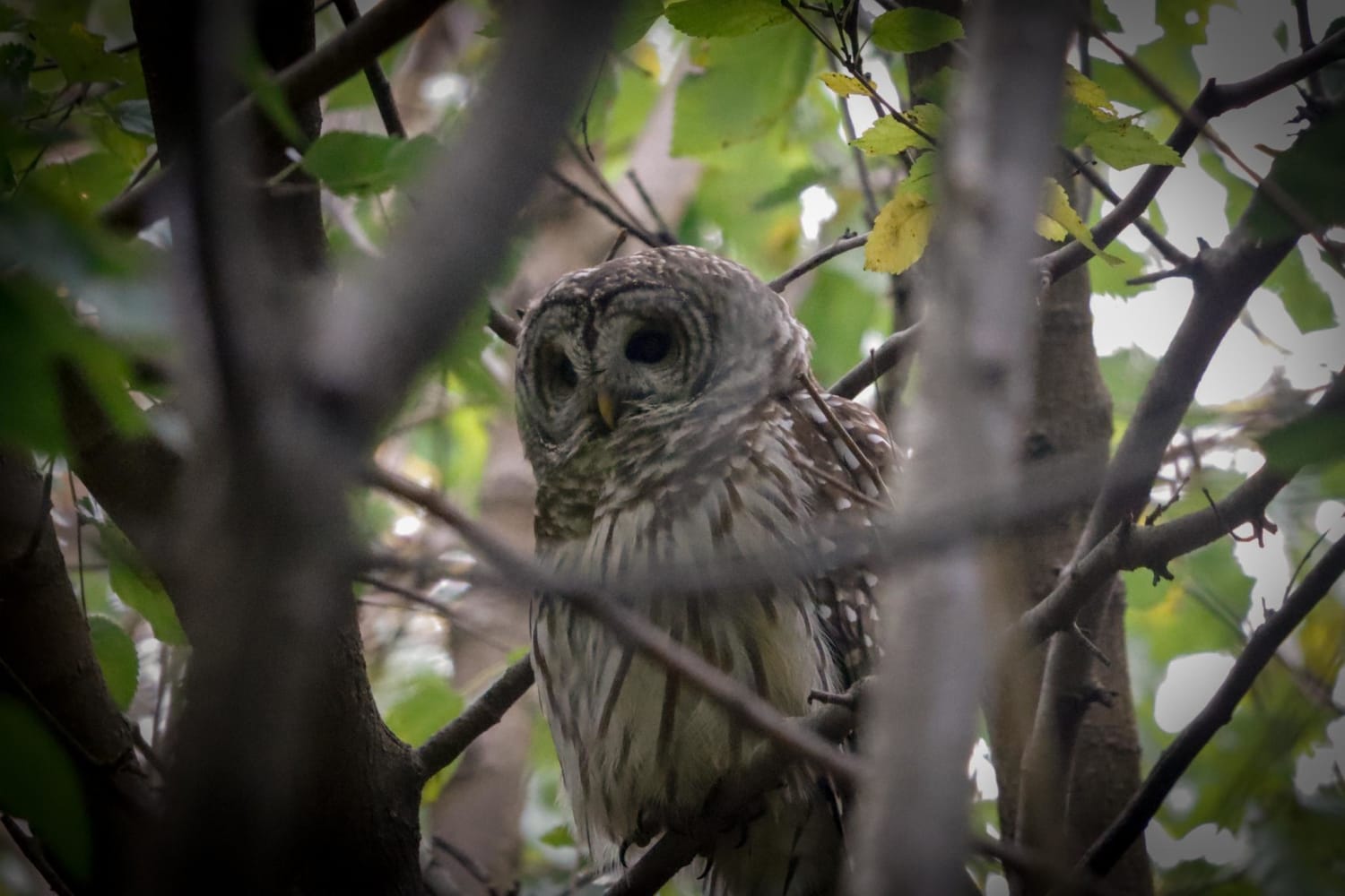 Got to see this gorgeous Barred Owl a couple days back.