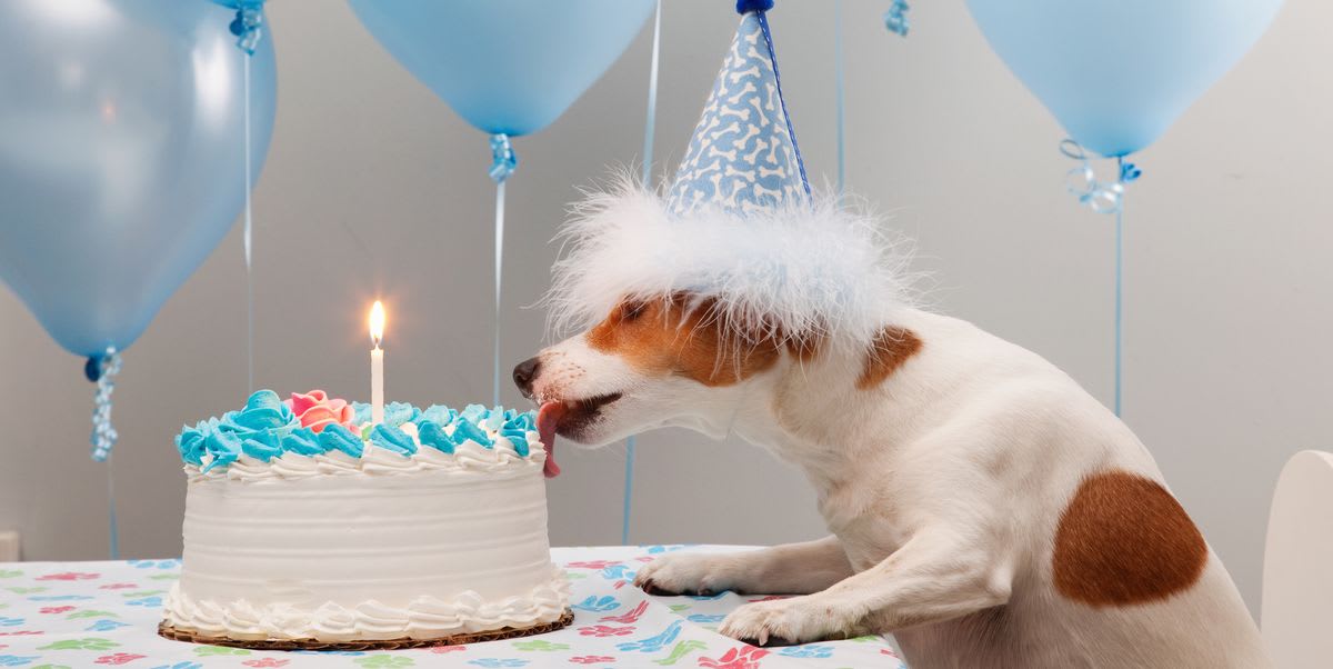 17 Birthday Memes For Your Dog That Will Have You Barking With Laughter