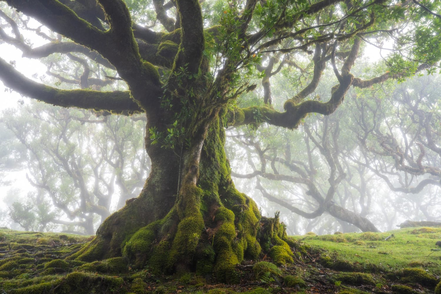 An old mossy tree in the fog on Madeira Island, Portugal