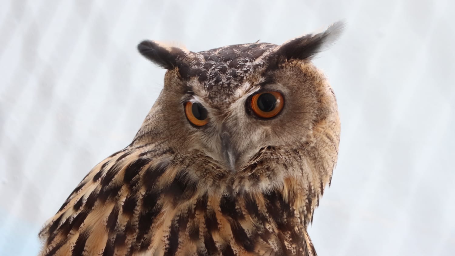 Saw this sweet guy at the Central Park Zoo today.