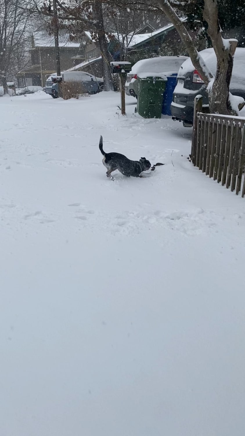 Our little Australian Cattle Dachshund couldn’t contain his excitement for our first snow day in over a year