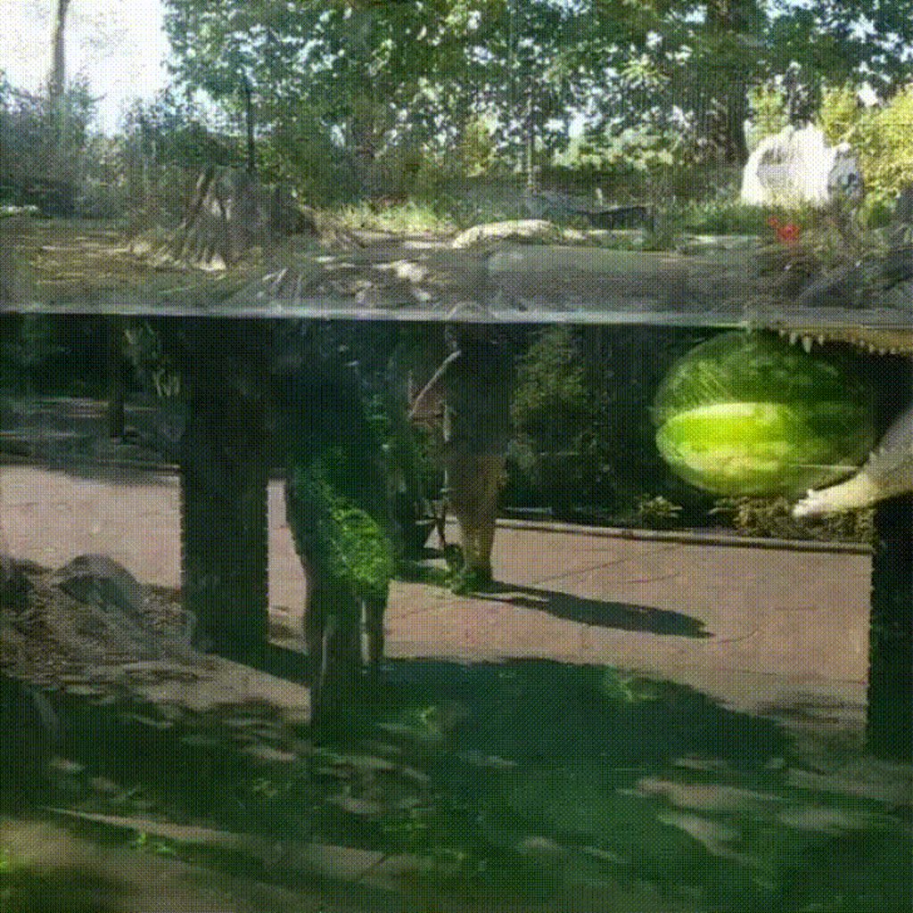 Just an alligator and his watermelon.