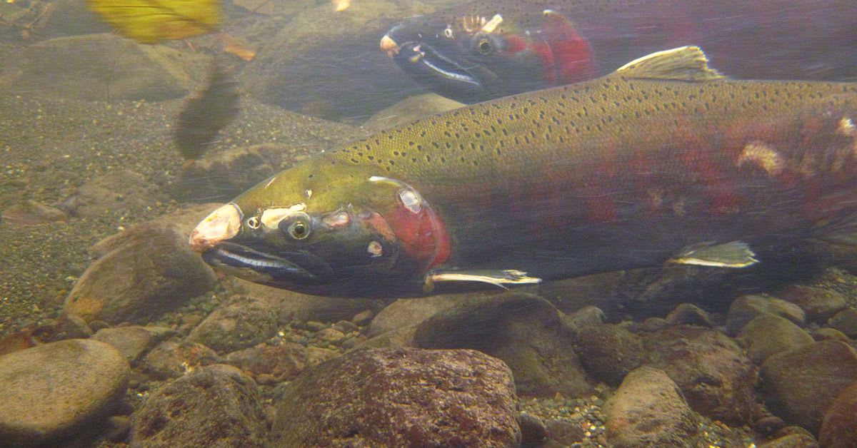Salmon are dying off and your car tires might be to blame