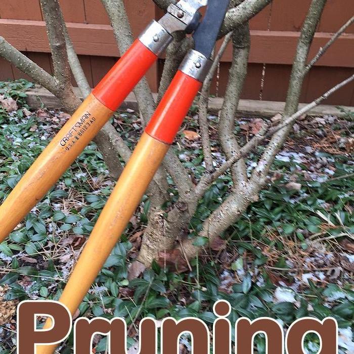 Pruning a Tree and Garden Shrubs - Quiet Corner