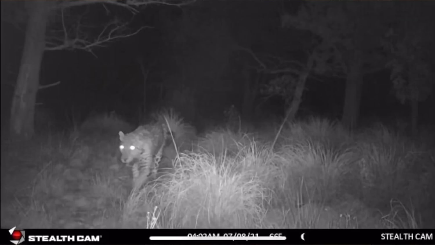 This footage from last August shows Sombra, the only jaguar currently known from the US, roaming the wilds of Arizona.