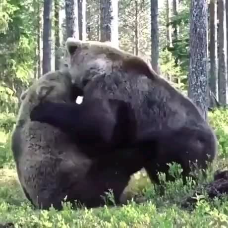 Two grizzly bears fighting