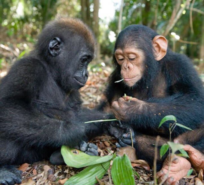 Baby chimpanzee and baby gorilla.