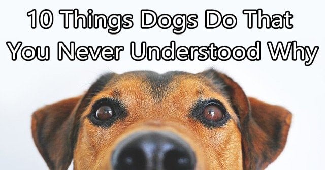 10 Things Dogs Do That You Never Understood Why