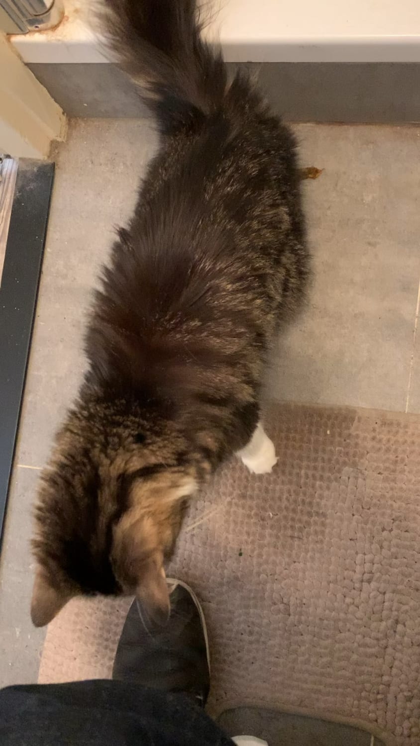 My cat thinks I have suspicious bowel movements