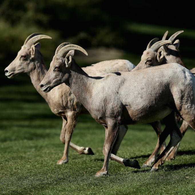Bighorn sheep are mysteriously dying off in the California desert